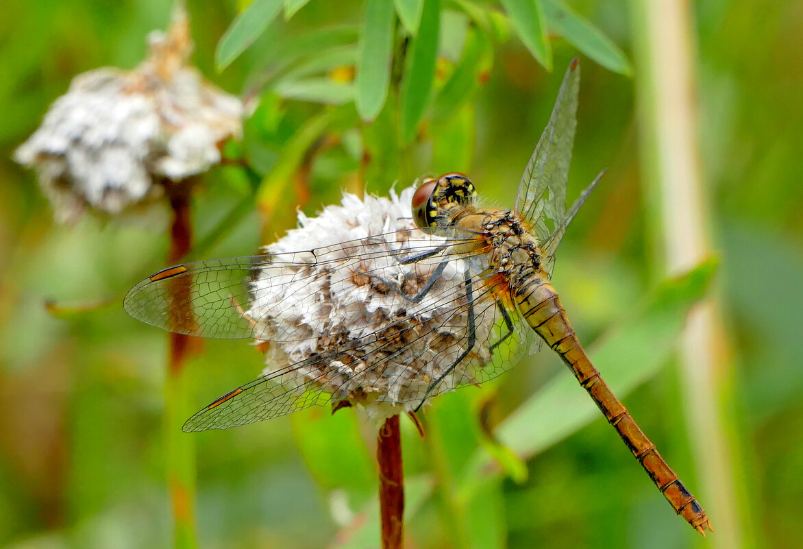 из снятого позапозавчера  2 - Александр Прокудин