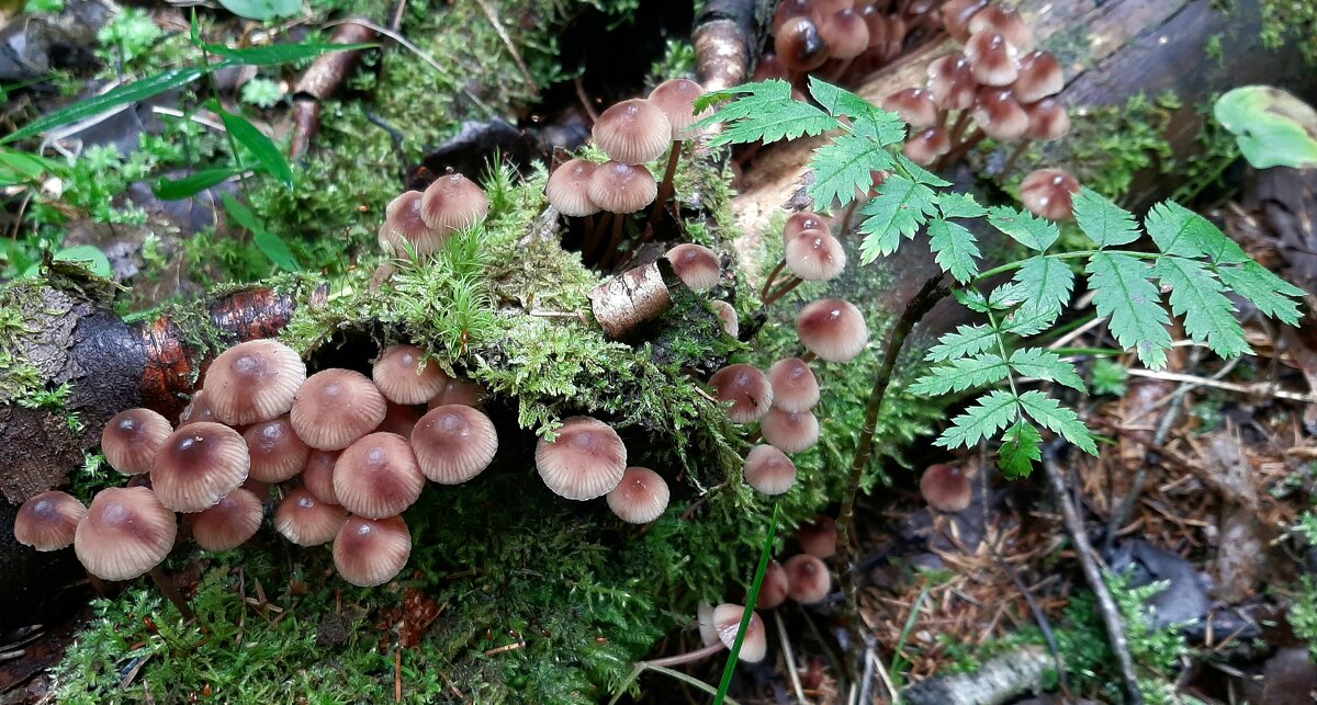 *** - Наталья Герасимова