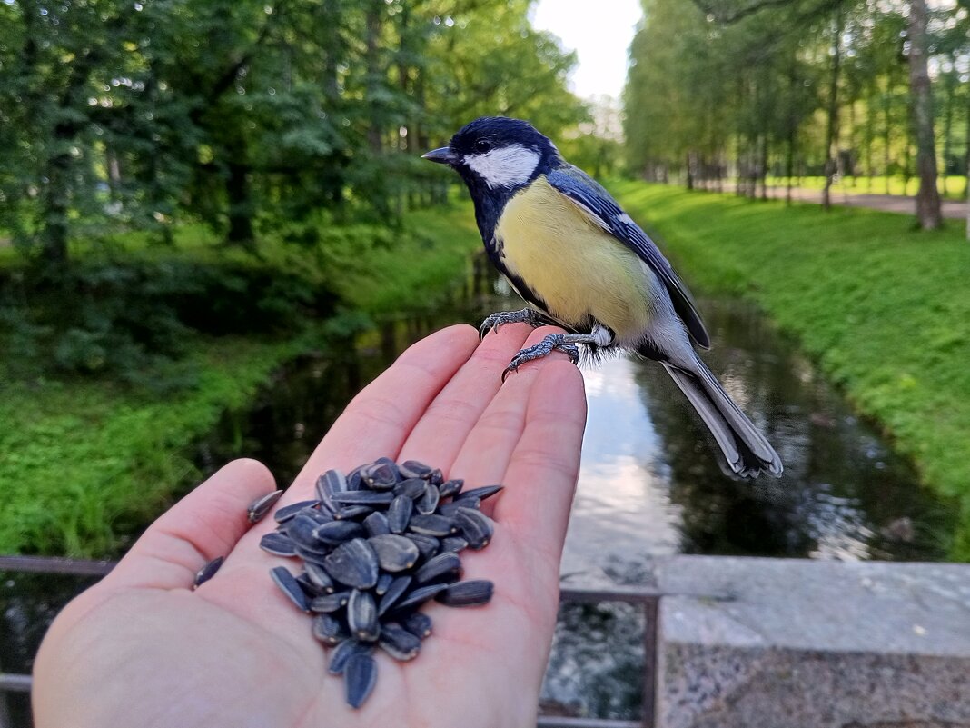 Синица - Сапсан 