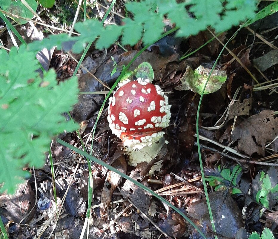 Маленький, удаленький - Наталья Герасимова