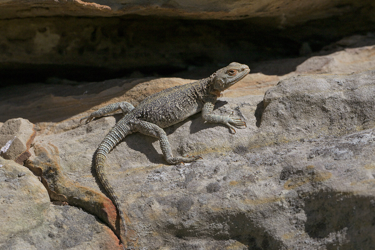 другая агама, самка - Maxim Lanin