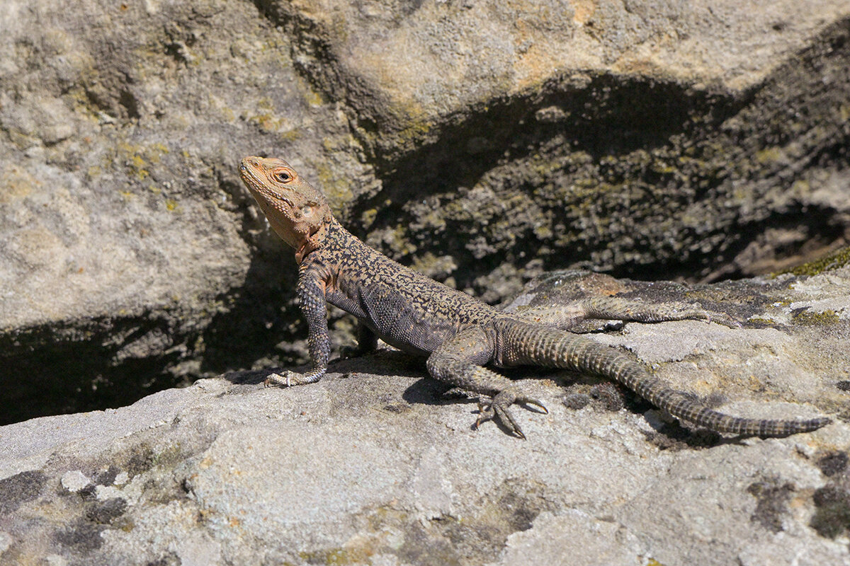самец Кавказской агамы - Maxim Lanin
