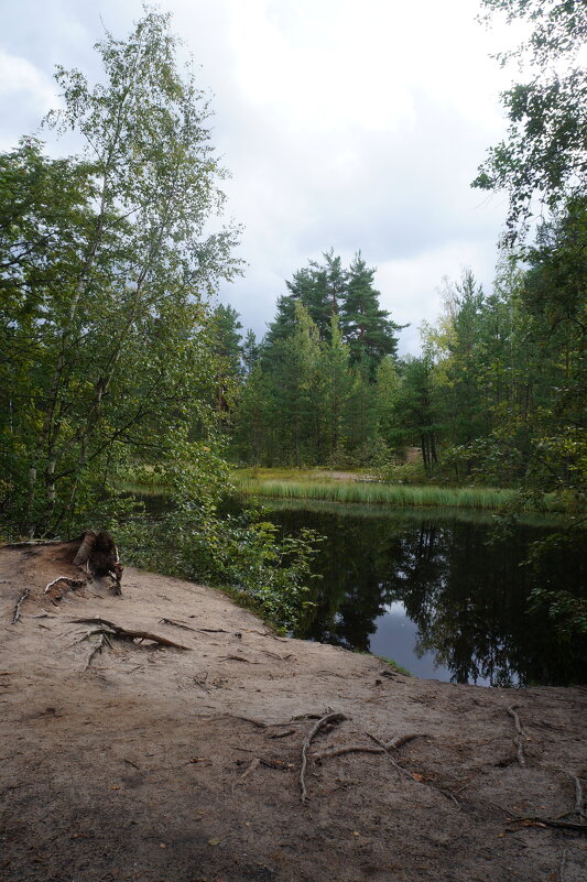 Эко-тропа "Сестрорецкое болото" - zavitok *