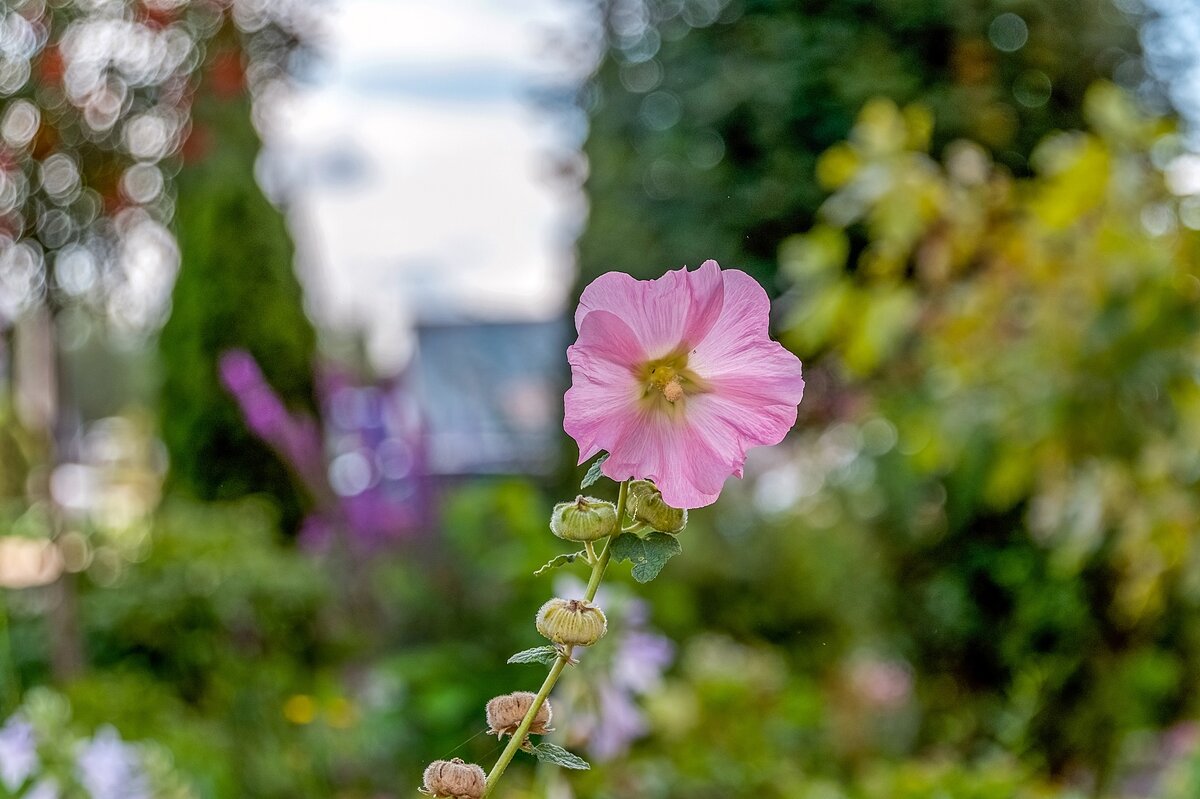 Августовская - Валерий Иванович Августовская - Валерий Иванович