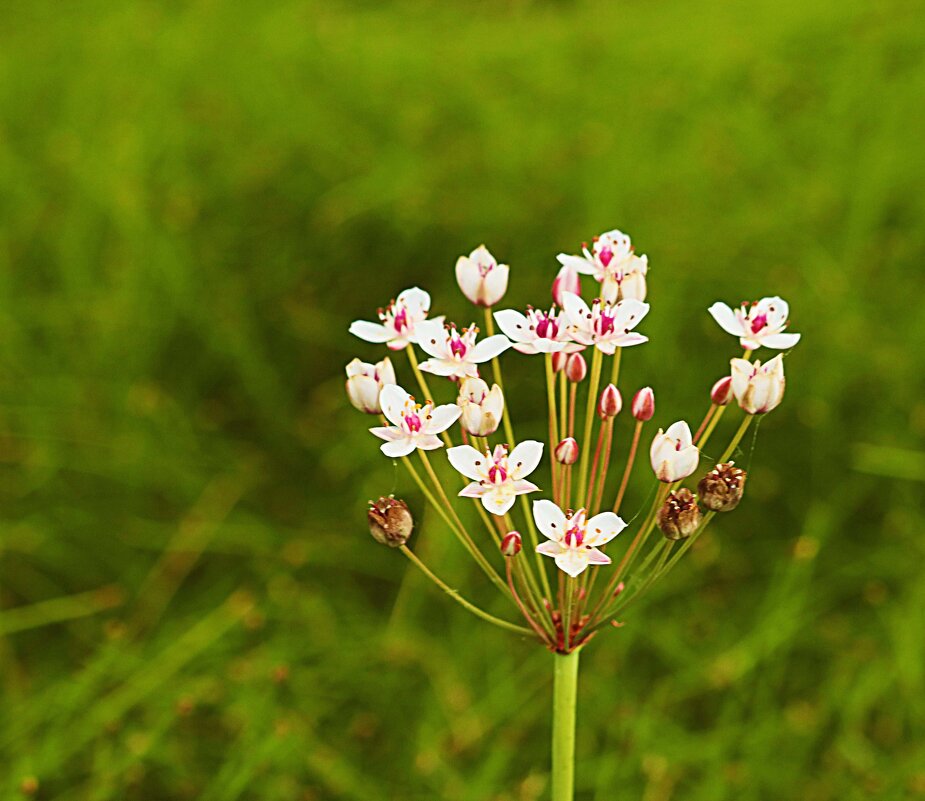 Август...Речной цветок! - Владимир Август...Речной цветок! - Владимир