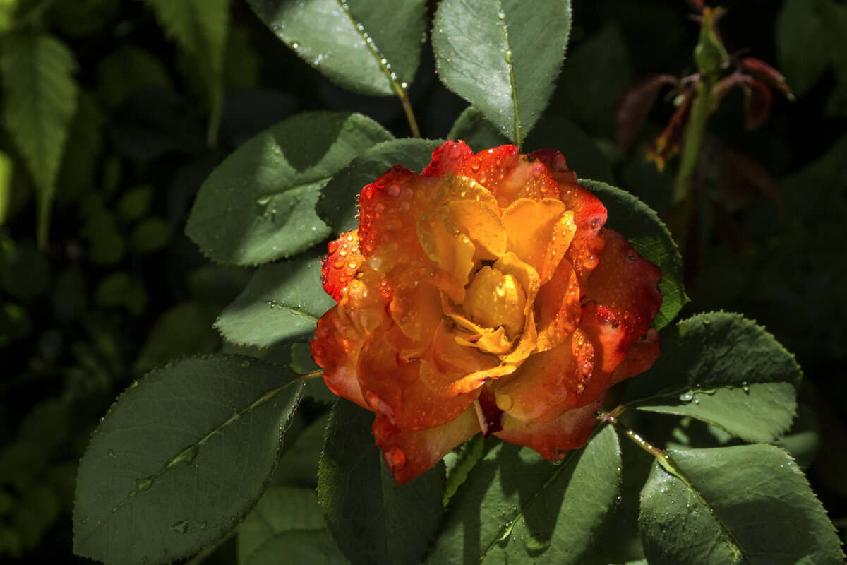 Оранжевый  цветок  Флорибунда - Валентин Семчишин