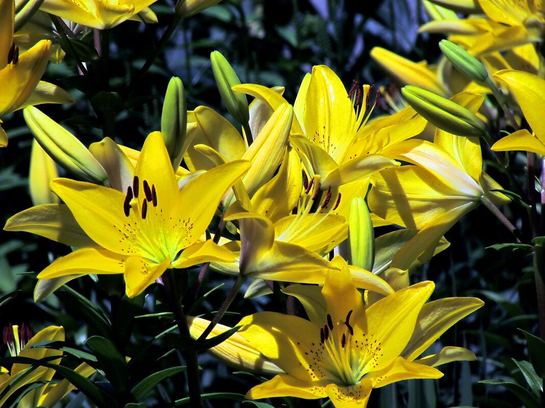 Детали природы - Роман Савоцкий