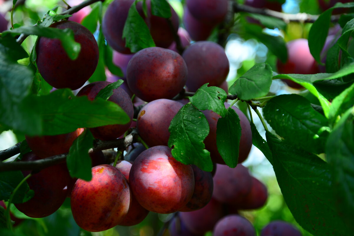 Слива. - Михаил Колосов Слива. - Михаил Колосов