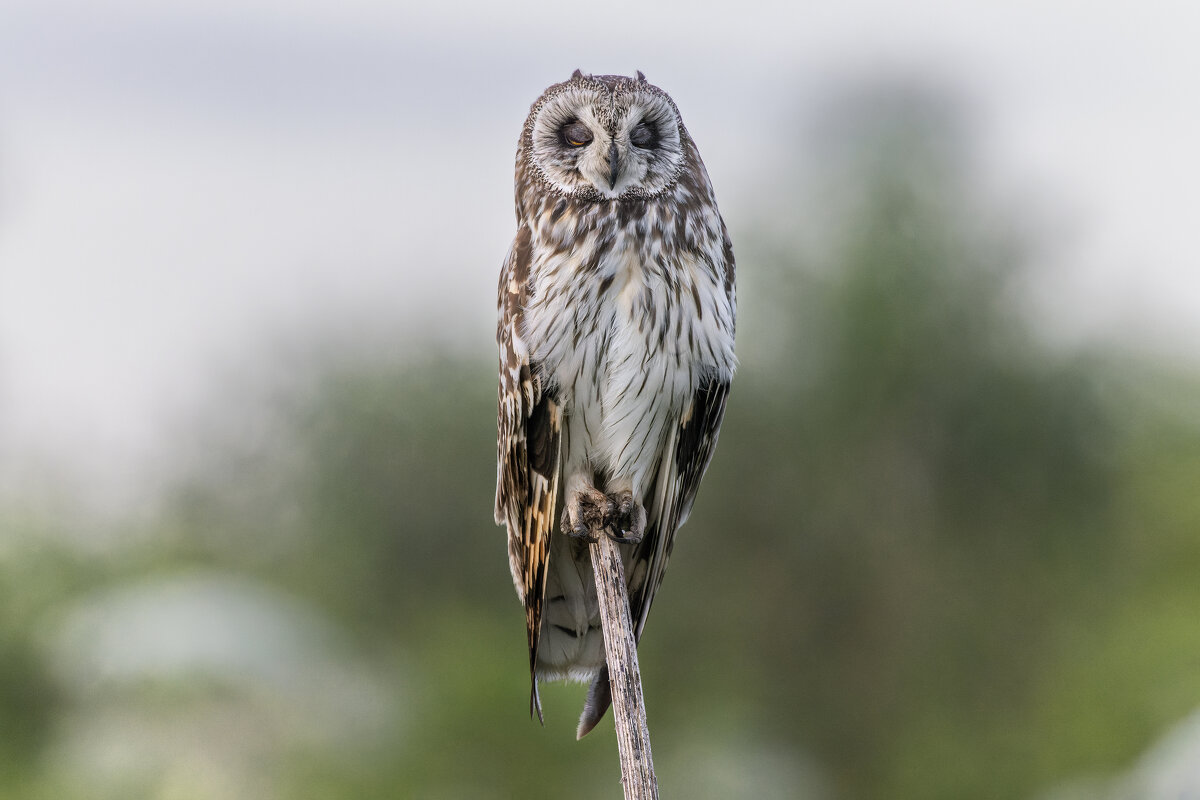 сова болотная - юрий макаров