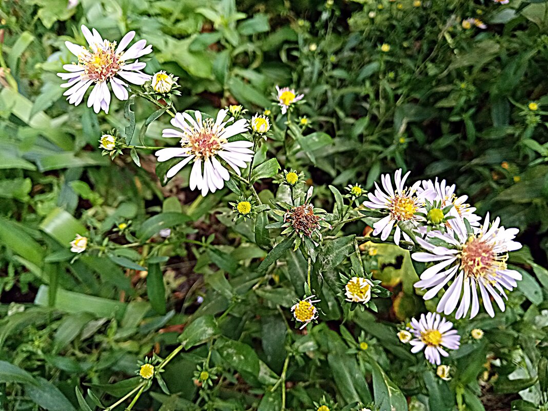 Цветы. - Владимир Драгунский