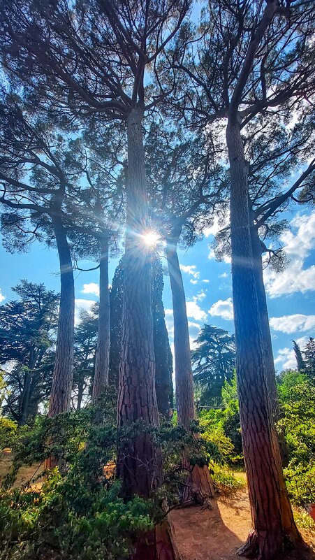 * - Оксана Н. * - Оксана Н.