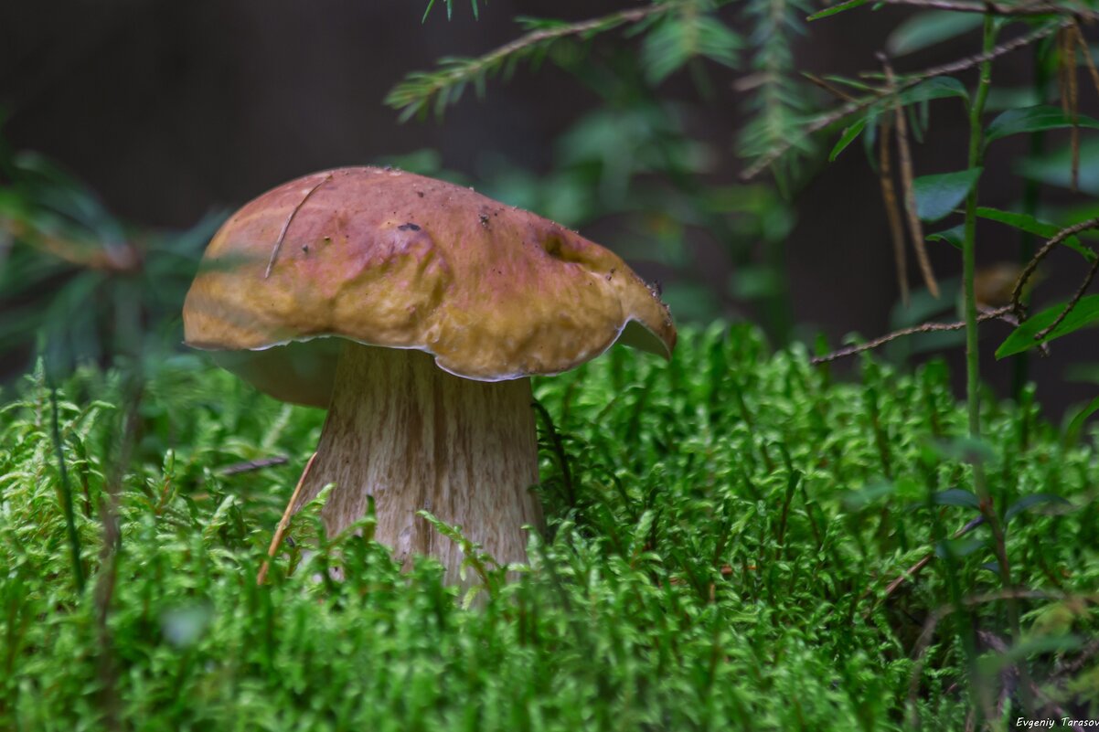 Просто гриб - Евгений Тарасов 