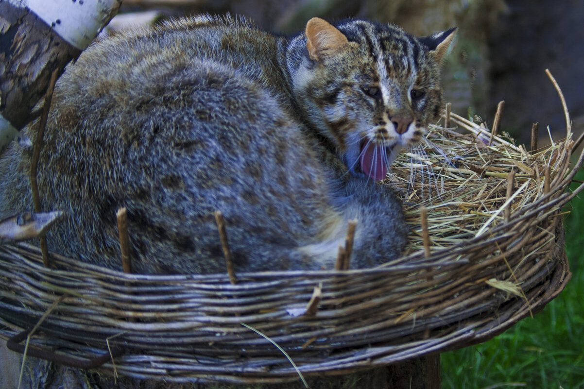 Сибирский Кот - Владимир Максимов