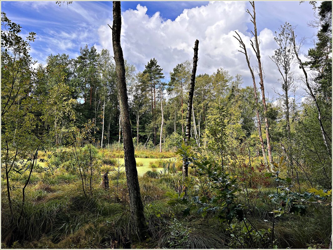 Лесное болото. - Валерия Комова