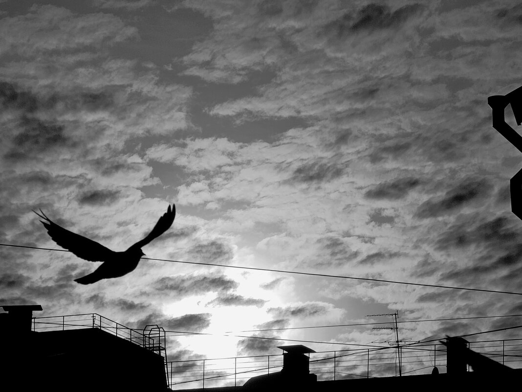 Птица летящая в небе - Мария Яковлева