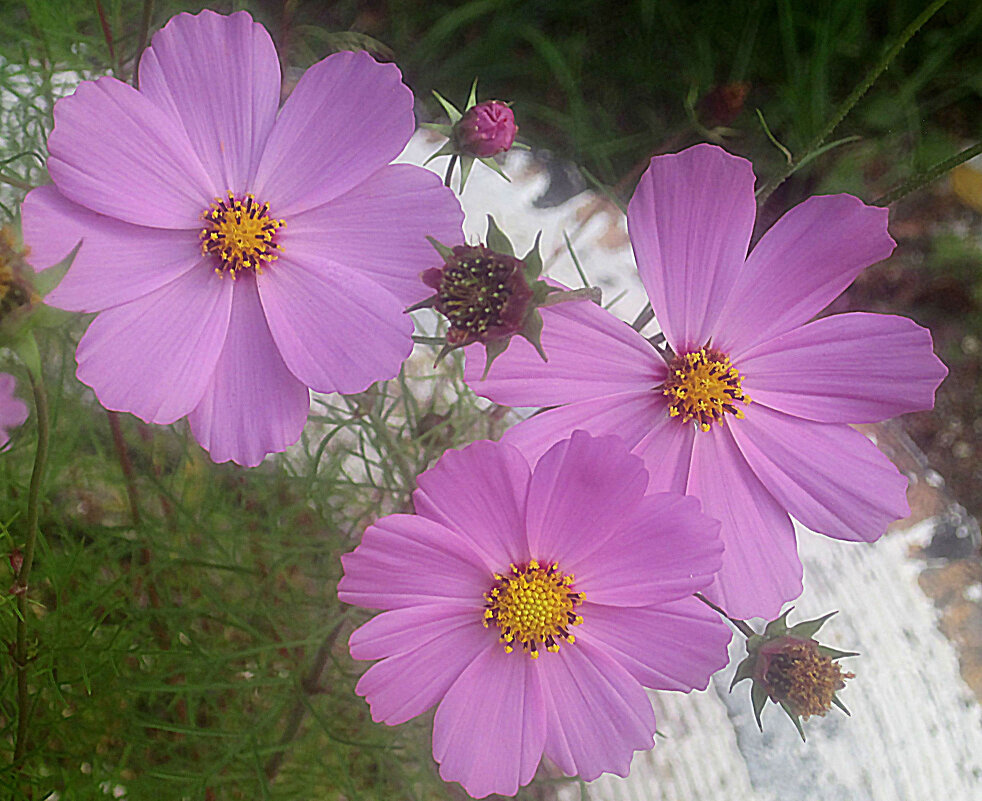 Космеи - Елена Семигина Космеи - Елена Семигина