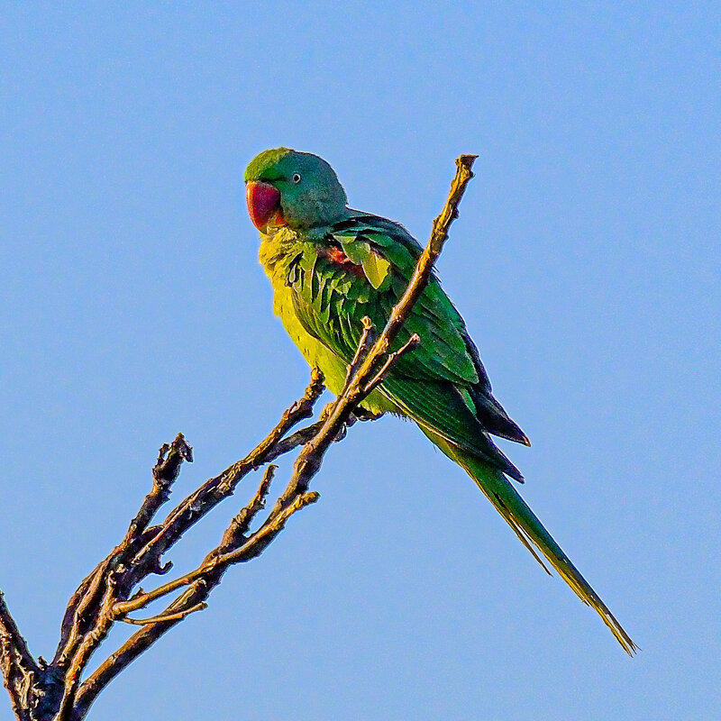 Александровский попугай (2) - Георгий А