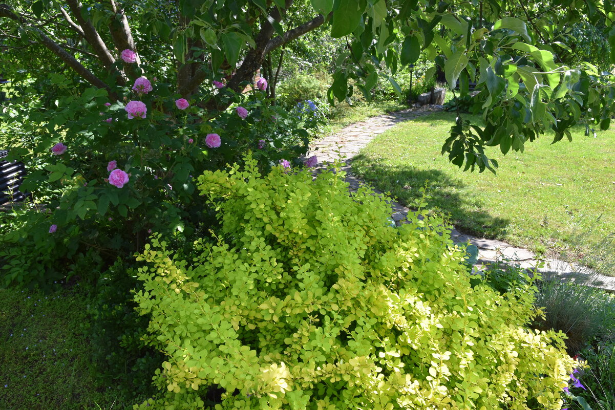 тенистое - tatiana 