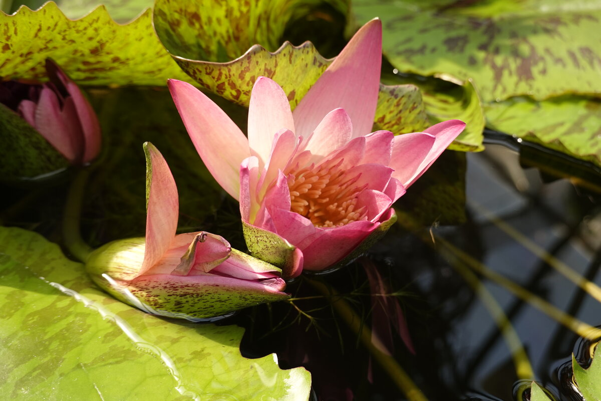 Нимфея ... - Галина 