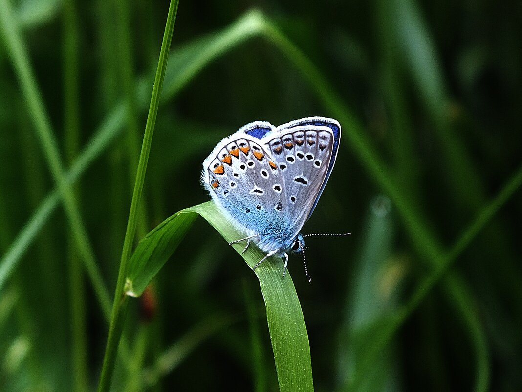 ** - Зоя Мишина ** - Зоя Мишина