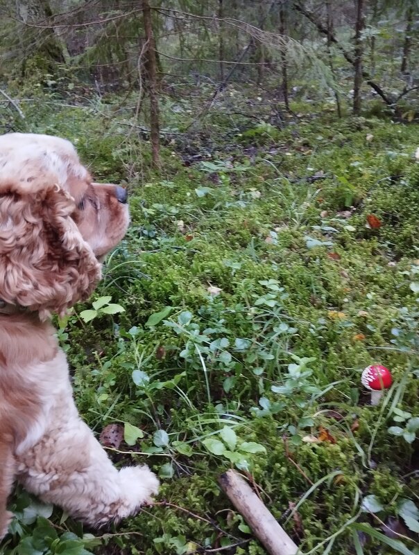 За грибами - На-та-ша 