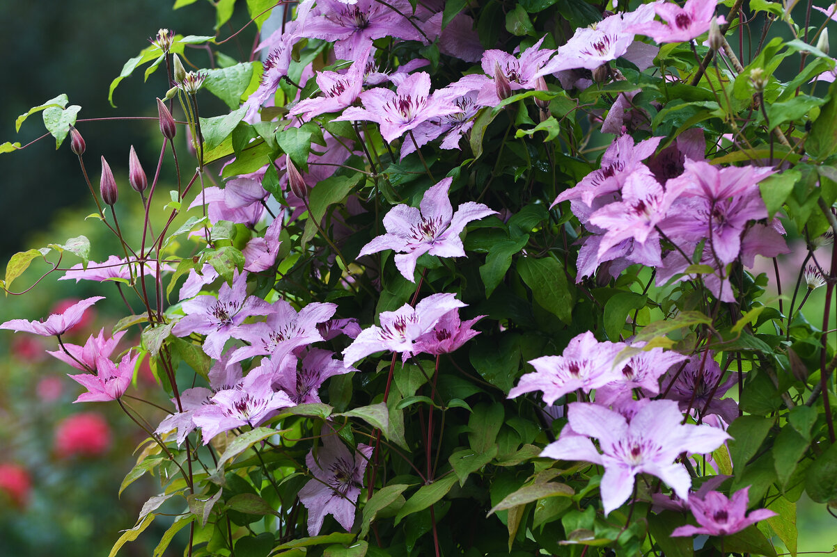 Лето в Ботаническом... Июль. - Наташа *****