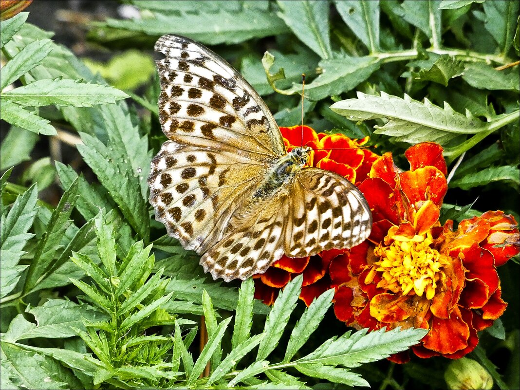 На исходе лета - Валентина *
