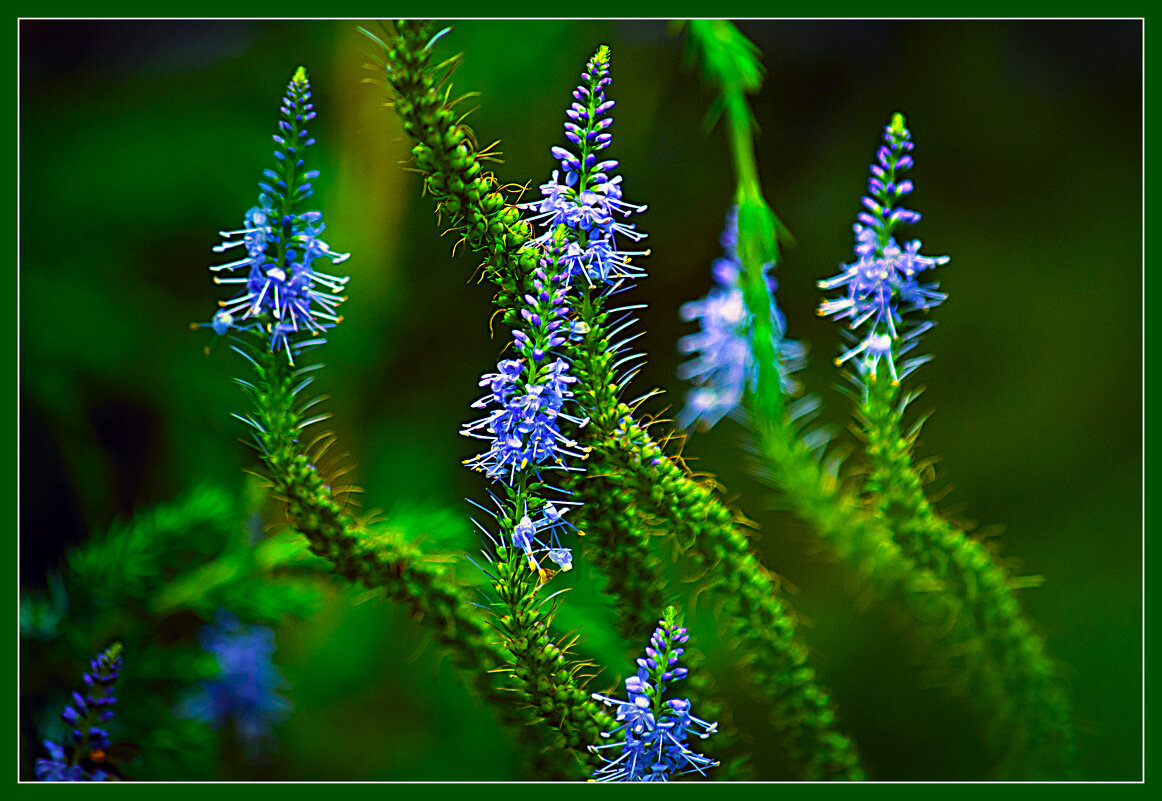 Летняя зарисовка - Владимир Кроливец