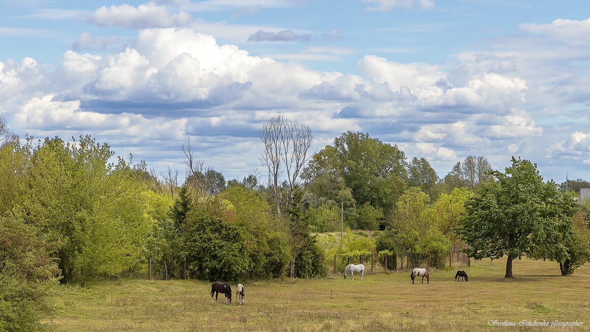 Природа - Светлана Ищенко