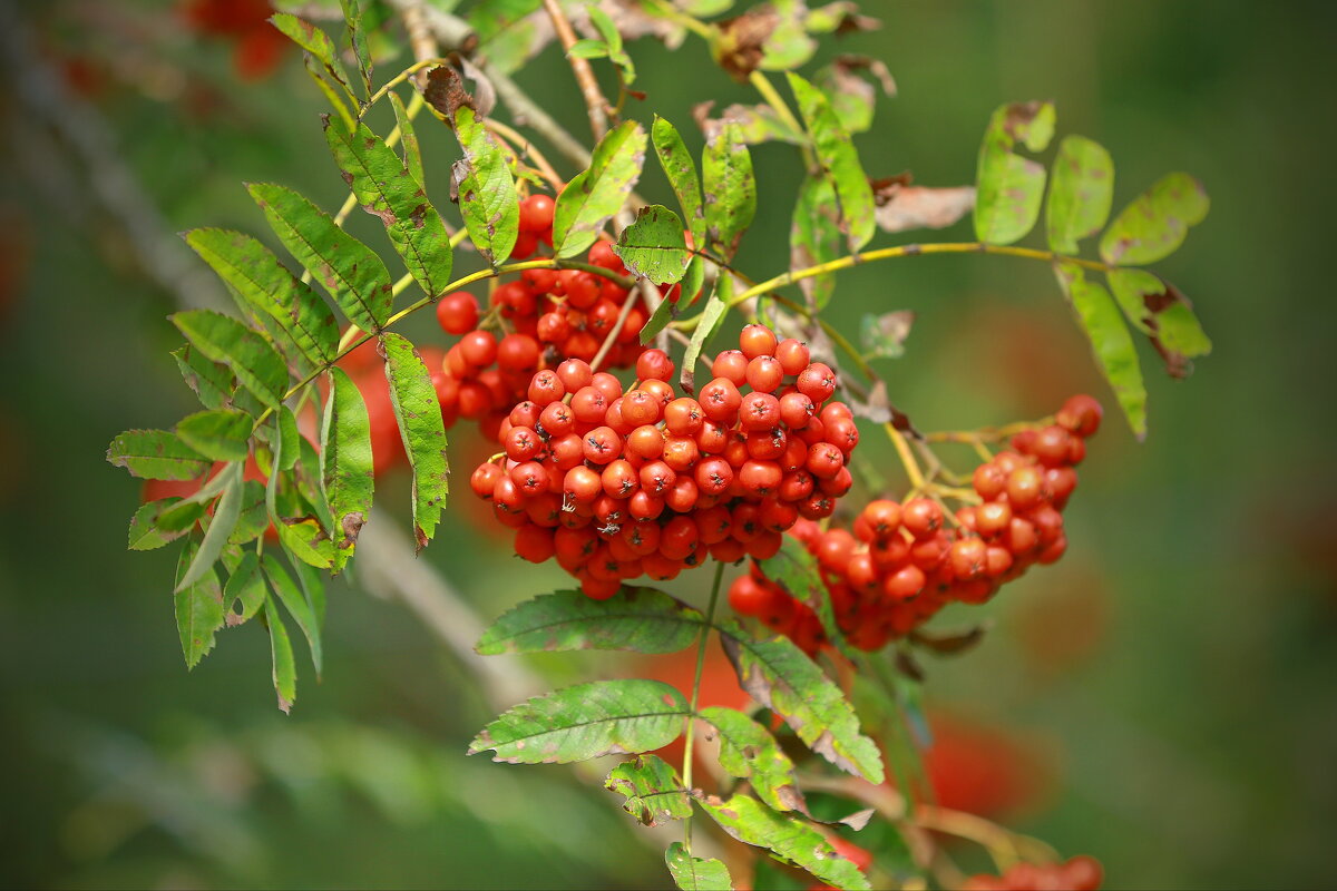 рябиновый год ... - Andrey Bragin рябиновый год ... - Andrey Bragin