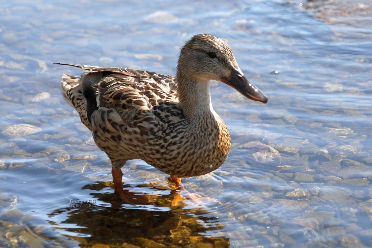 Утка кряква - Сергей Беляев