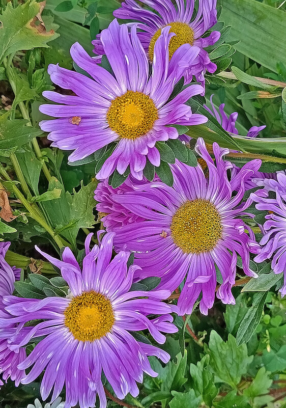 Скромницы! - Валентина  Нефёдова 