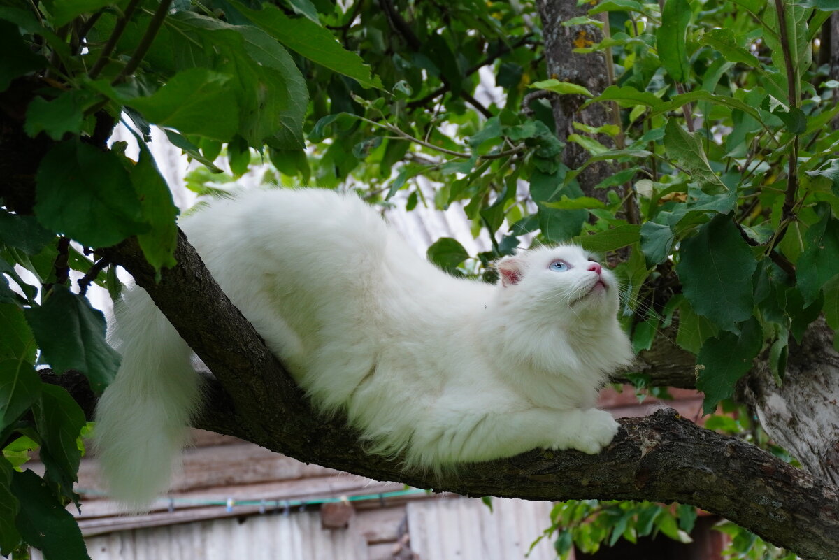 Игривое настроение - Сергей Ц