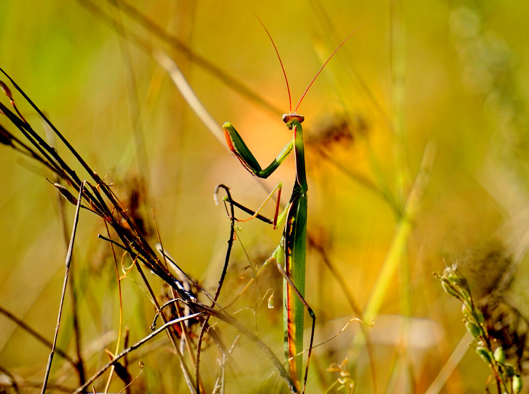 из снятого сегодня 3 - Александр Прокудин