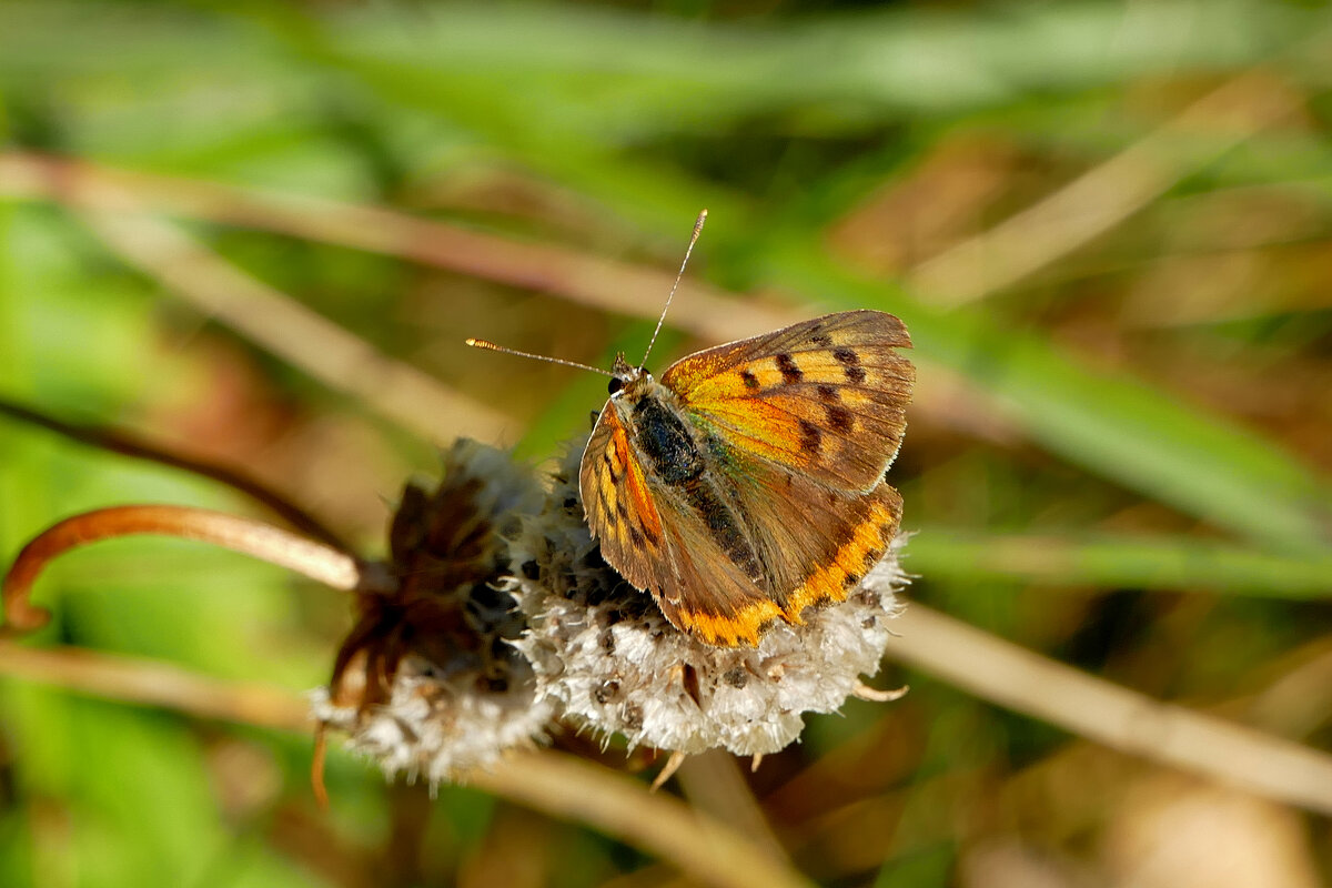 из снятого сегодня 4 - Александр Прокудин