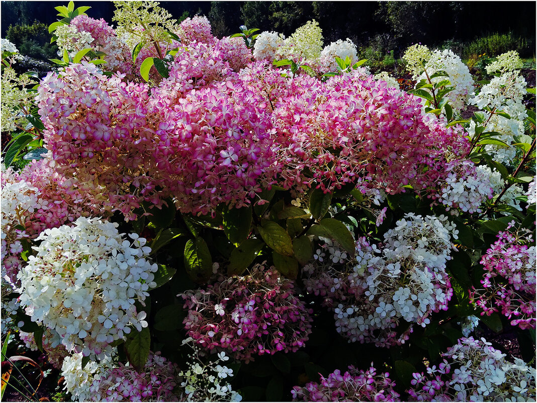 Гортензия - Валентин Котляров