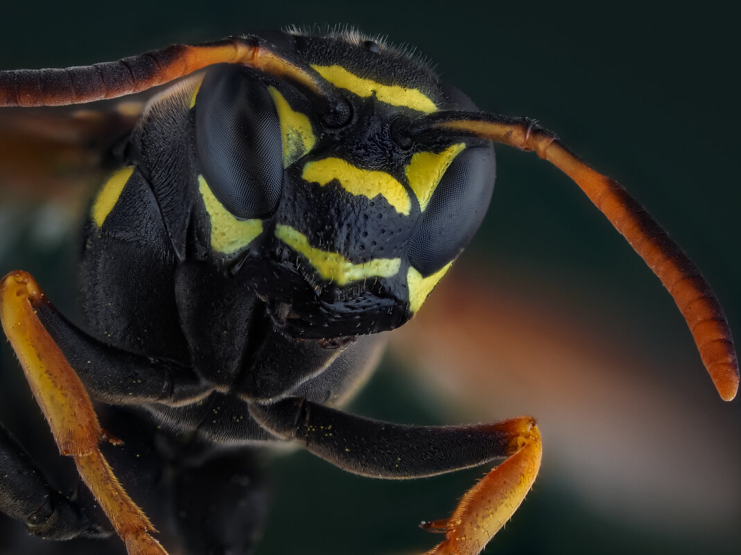 ОСА. - Олег Савицкий