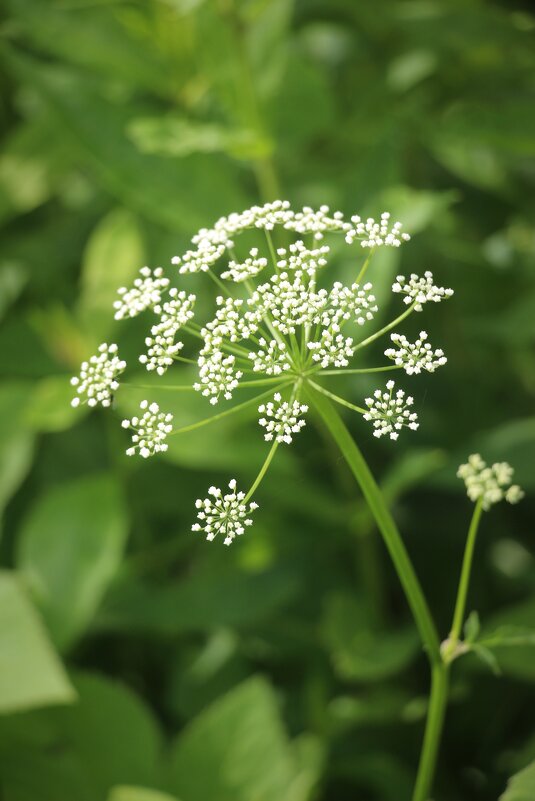 Воспоминания о лете. Июнь - Наталья Герасимова