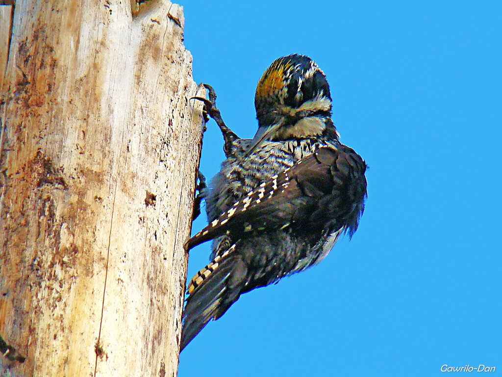 трехпалый дятел или желтоголовый дятел - gawrilа - dan