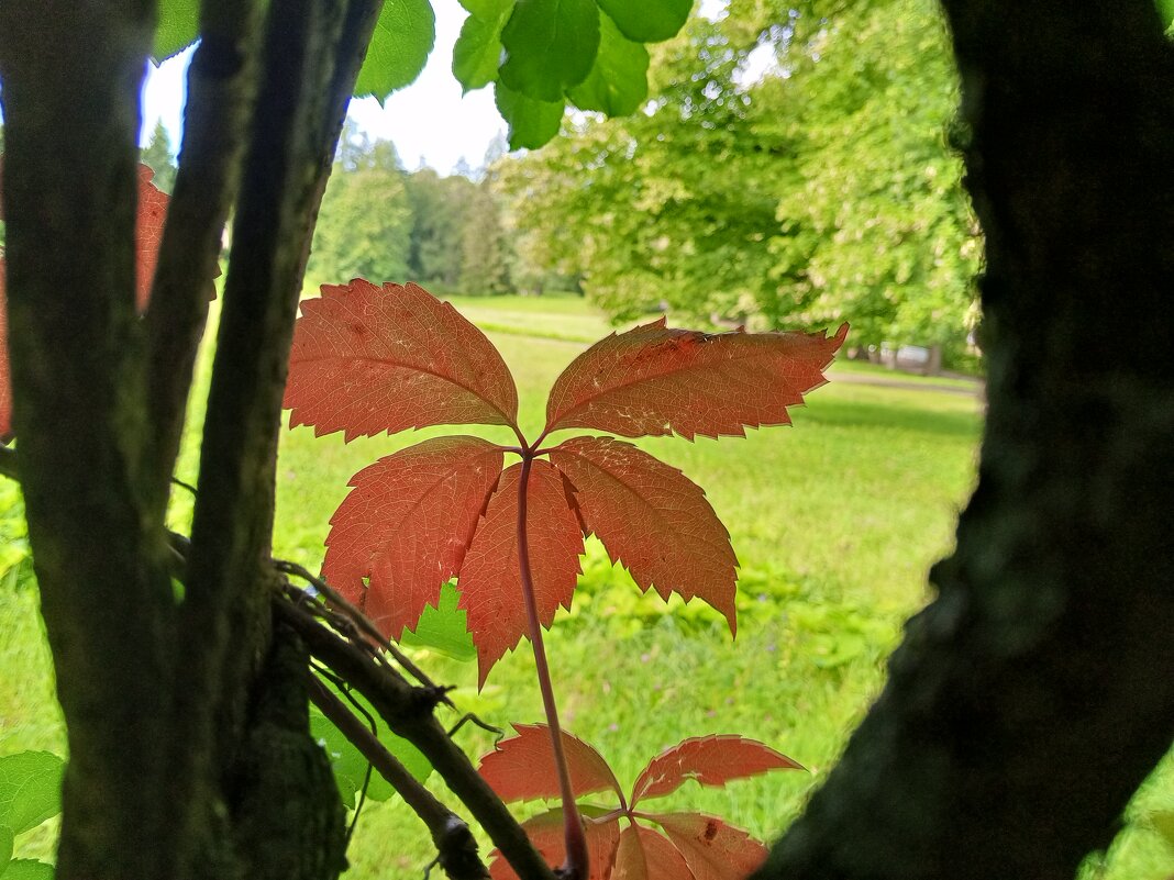 Девичий виноград - Сапсан 