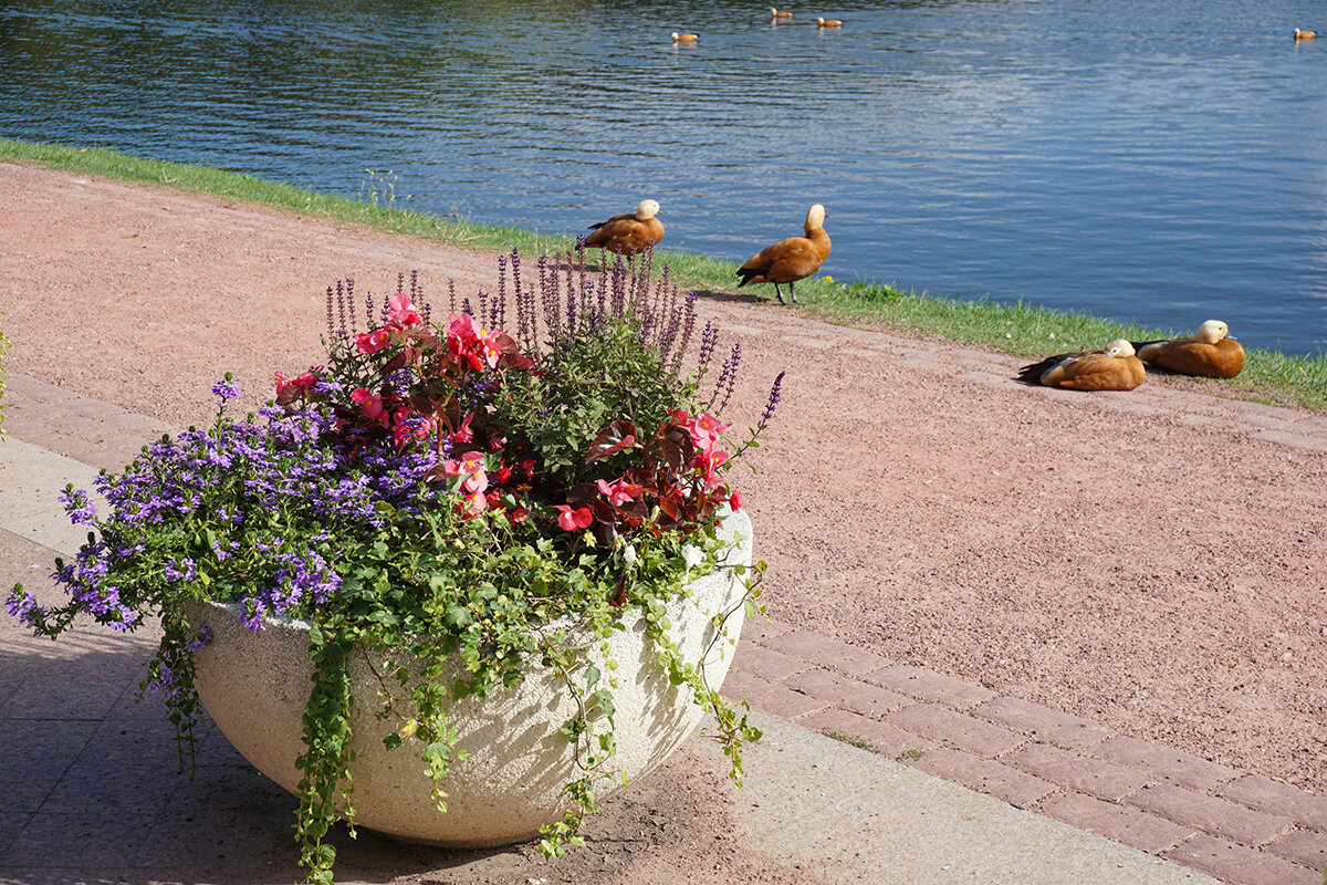 Лето в парке Царицыно - Ольга 