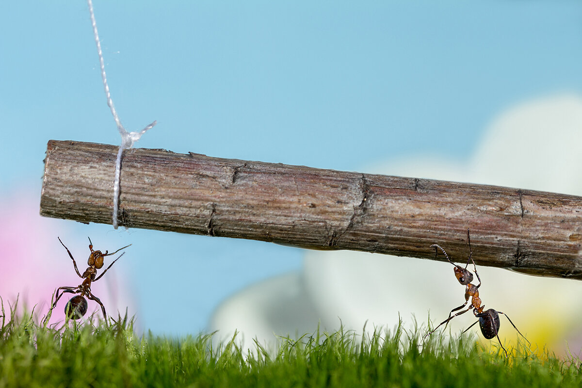 Строители - Ирина Коледова