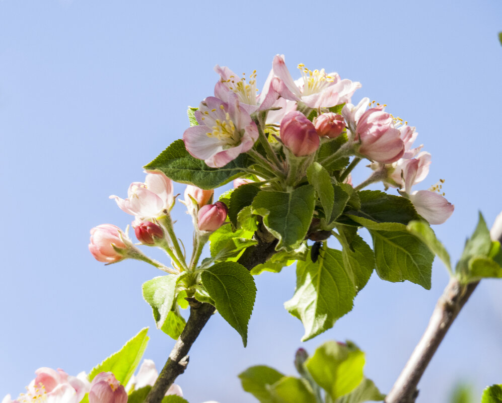 Весенние  цветы - Валентин Семчишин