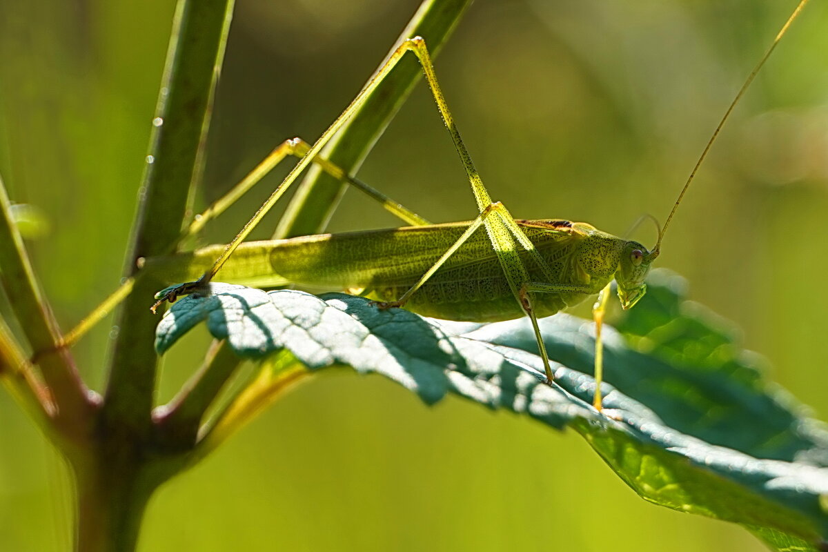 Пластинокрыл - Галина Кан