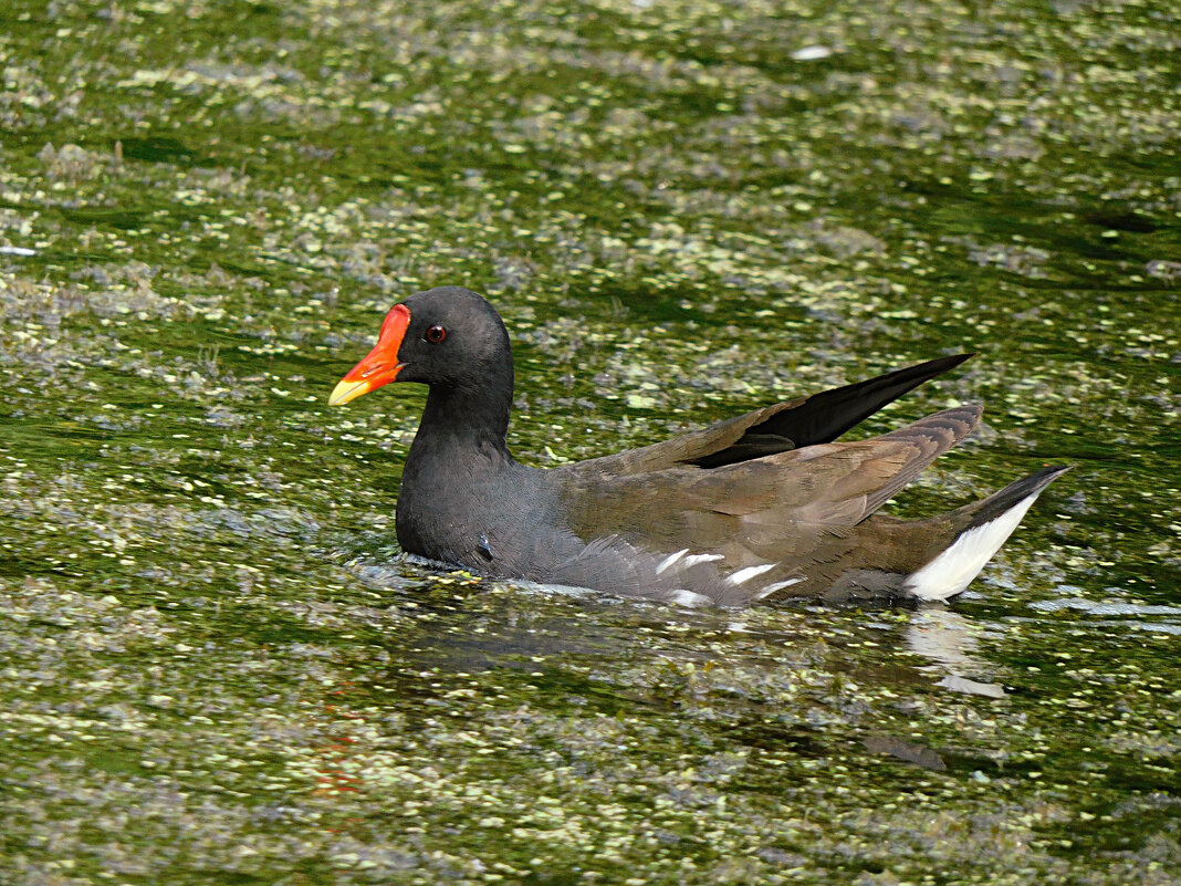 Камышница - Лина Камышница - Лина