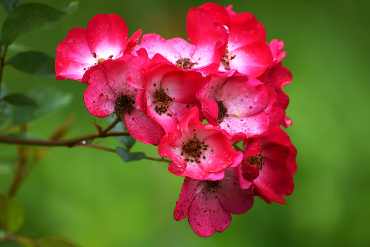 Лето в Ботаническом... Июль. - Наташа *****