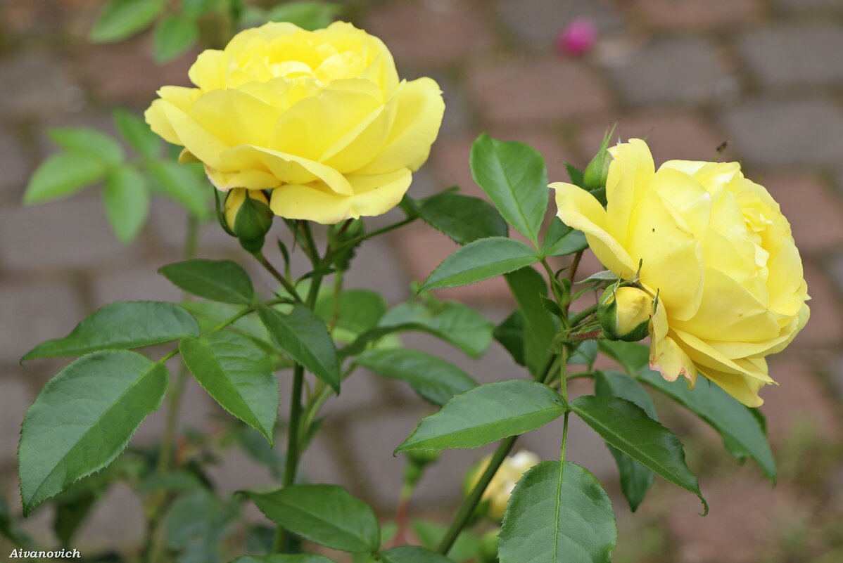 Жёлтые розы, как солнечный свет… - Андрей Андреев Андреев
