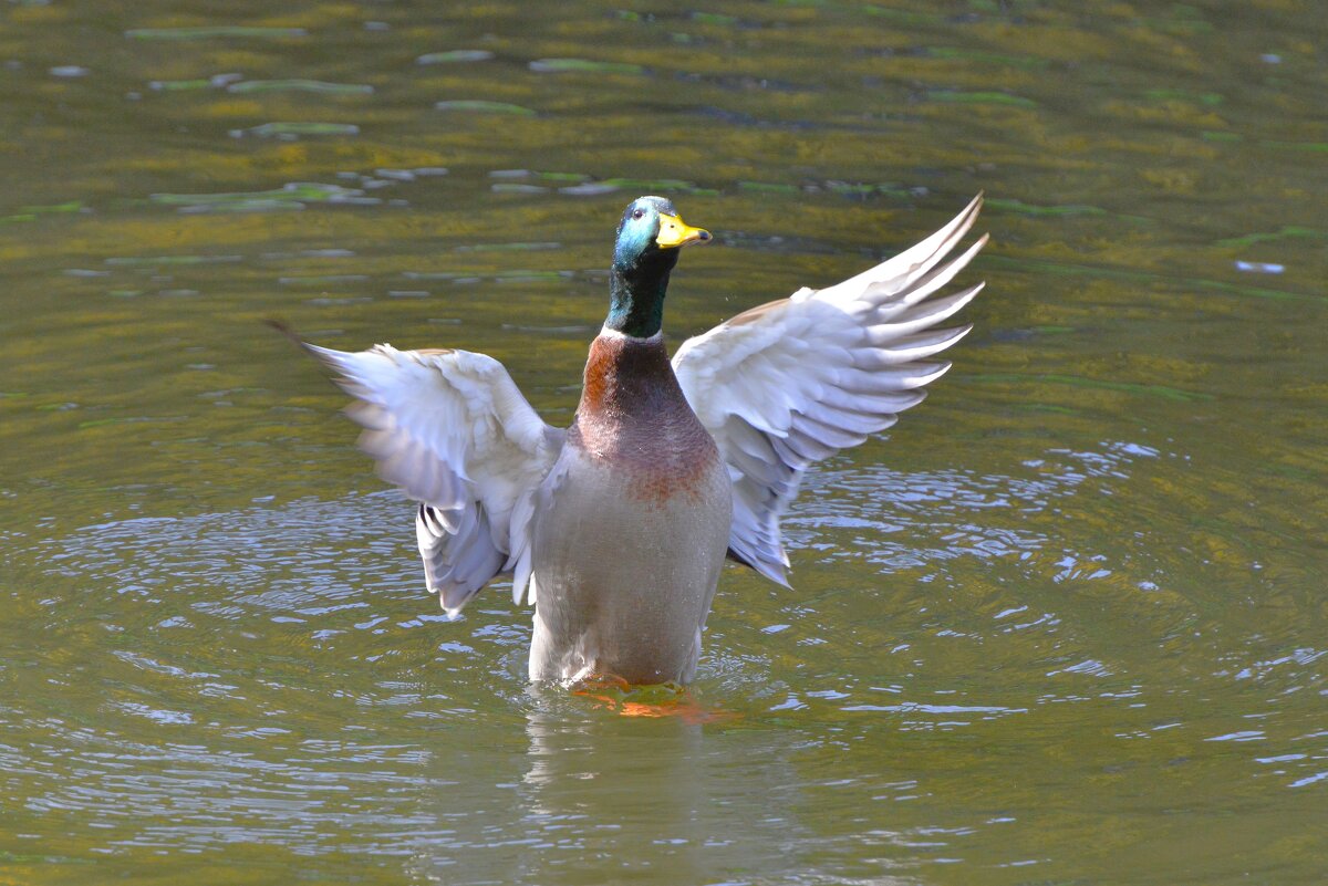 Селезень кряквы - Константин Анисимов