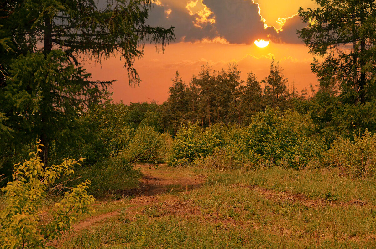 Сосновый бор - Анатолий Уткин