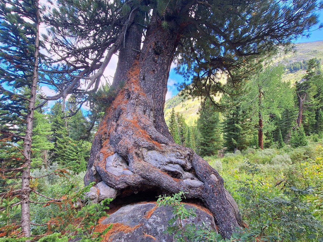 Алтай - Андрей Л. В.